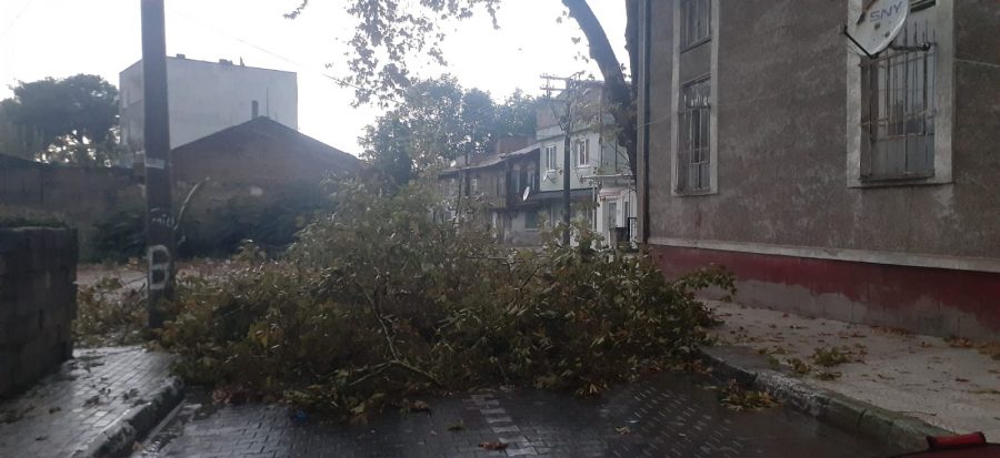 Bursa'da yarım asırlık çınara yıldırım düştü