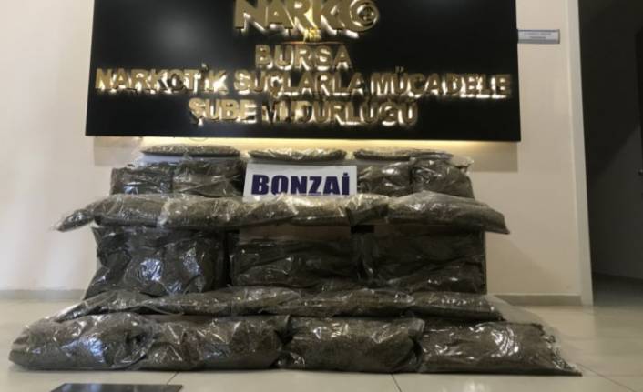 Bursa'da operasyonda 31 kilo bonzai ele geçirildi