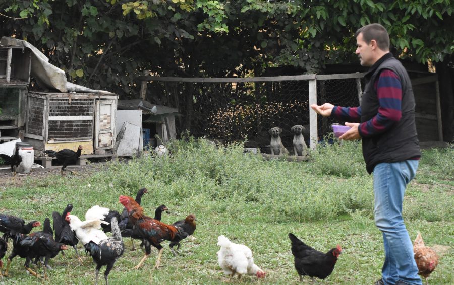 Bursa'da tedavi edip doğaya saldığı şahin, her gün bahçesine geliyor