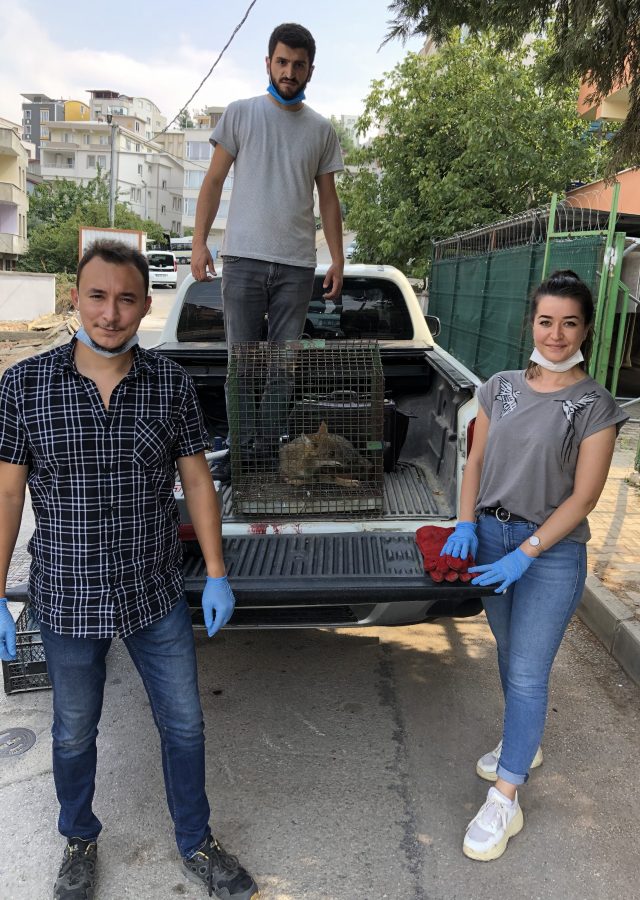 Bursa'da halı yıkama makinesine sıkışan tilki kurtarıldı