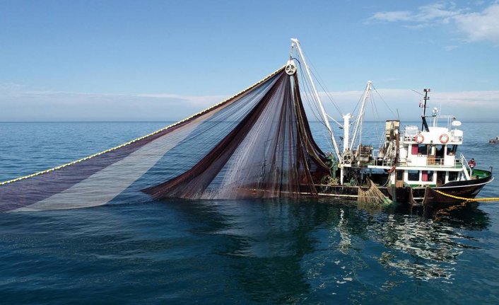 Marmara Denizi'nde hamsi avlamak yasaklandı