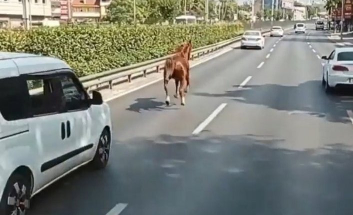 Bursa'da araç sürücülerini şaşkına çeviren at