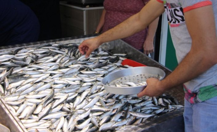 Marmara'da sardalya bolluğu