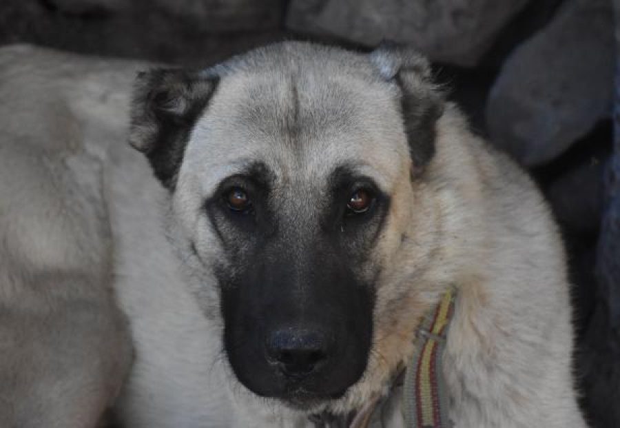 Köpeğe tecavüz ederken yakalanmıştı! Tarım ilacı içerek intihara kalkıştı