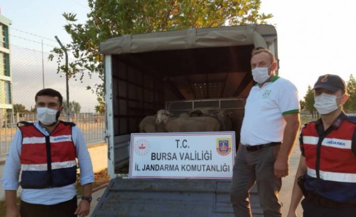 Bursa'da  çalınan koyunları jandarma buldu!