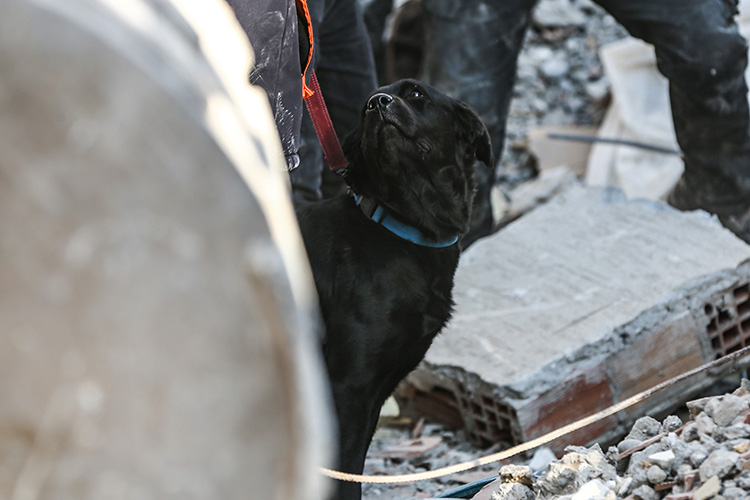 Arama kurtarma köpekleri enkaz altındaki yüzlerce cana umut oldu