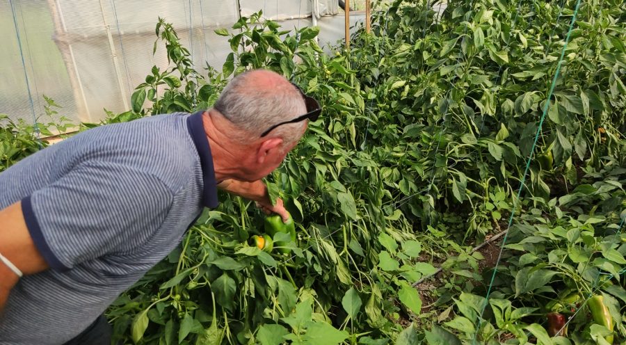 Bursa'da 1 kilo ağırlığındaki dev dolmalık biberlerine alıcı bulamıyor