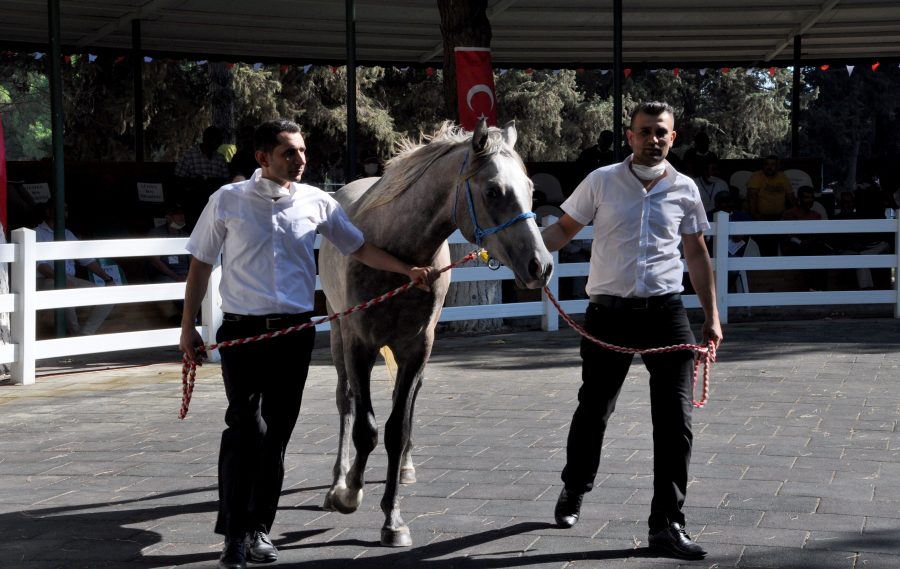 Bursa'da araba fiyatına satılık tay podyumda bakıcısını böyle tepti