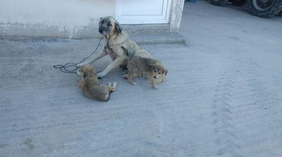 Köpeğe tecavüz edip, sahibine taş atan kişi, serbest bırakıldı!