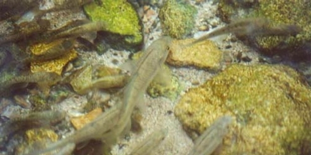 Yunanlılar Doktor Balıkları Çalip ‘dr.fish’ Diye Pazarlıyor