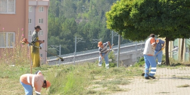 Belediyeden Yabani Ot Temizliği