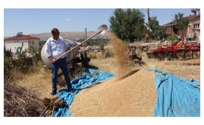 Ata tohumu buğdaya sahip çıkıldı