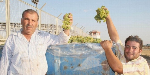 Üzüm Üreticisinin Fiyat Beklentisi