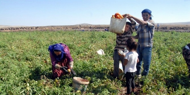 Siverekli Domates Üreticileri Pazar Sorunu Yaşıyor