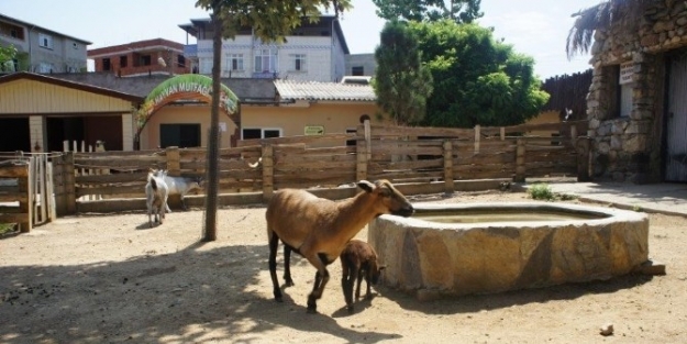 Kamerun Koyunlarına İlgi Giderek Artıyor