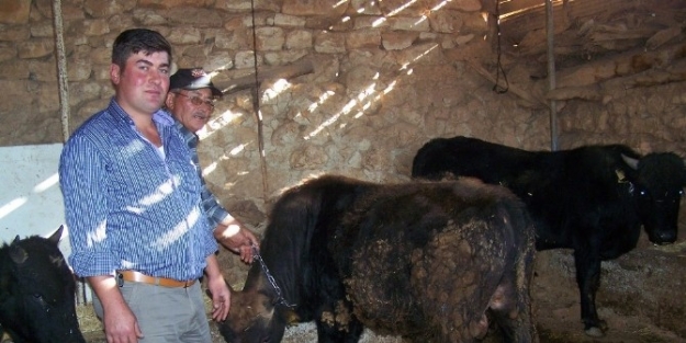 Korkuteli’nde Kurbanlıklar Besiye Çekildi