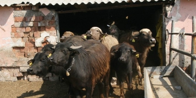 Yozgat’ta Besiciler Manda Yetiştiriciliğine Yöneliyor