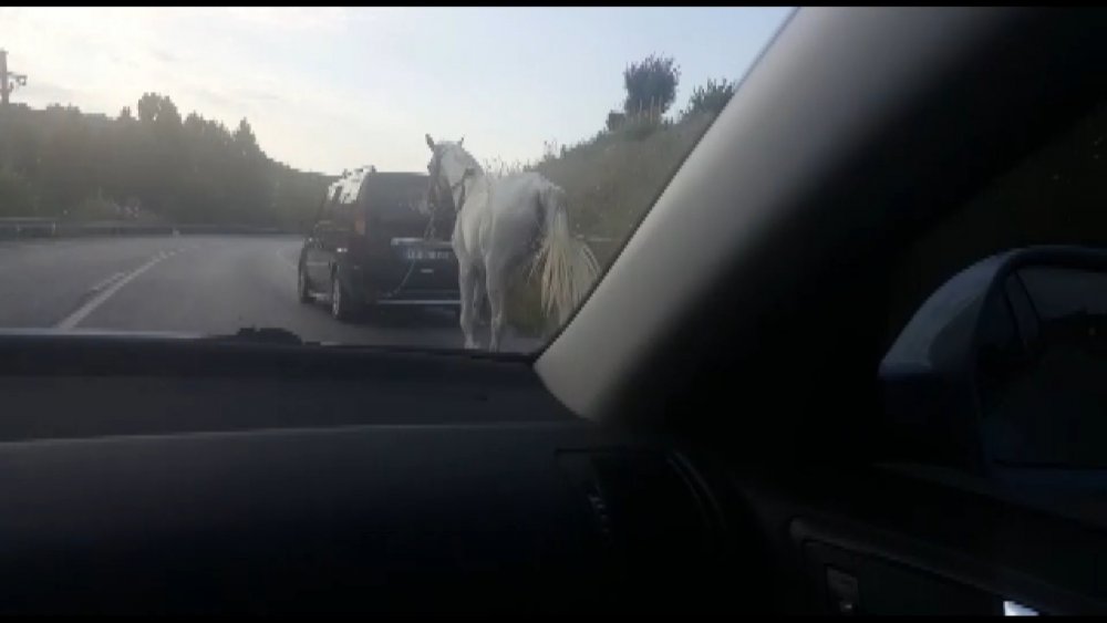 Bursa'da tepki çeken görüntü... Atı araca bağlayıp çekti