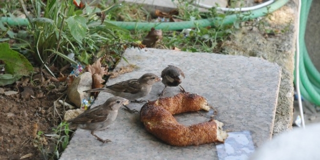 Aç Kalan Serçe Kuşlarının Simit Keyfi