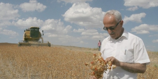 Yozgat’ta Aspir Hasadı Başladı