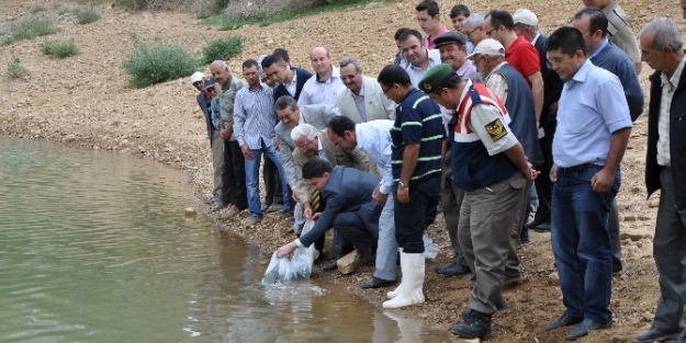 Ender Muhammed Gümüş: Kütahya’daki Baraj Ve Göletler Yavru Balığa Doydu