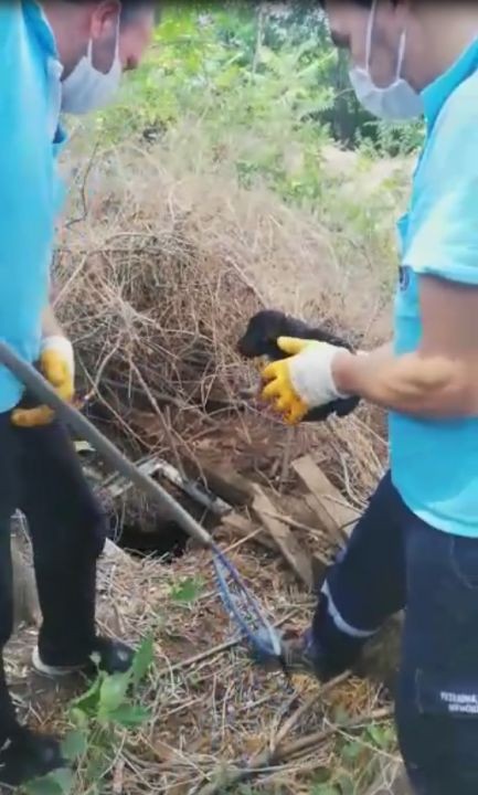 Yavru köpekler foseptiğe düştü