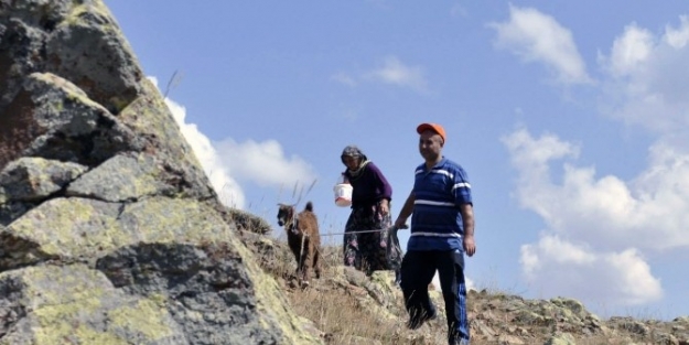Gümüşhane’de Keçi Kurtarma Operasyonu