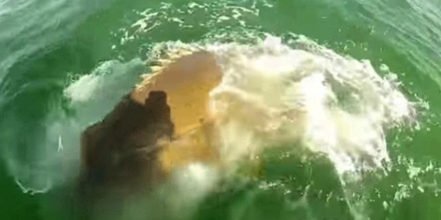Köpek balığı dev Orfoz'a yem oldu