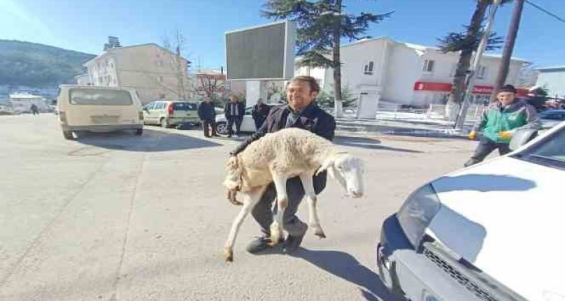 Bursalı çobanlar deprem bölgesine onlarca koyun bağışladı