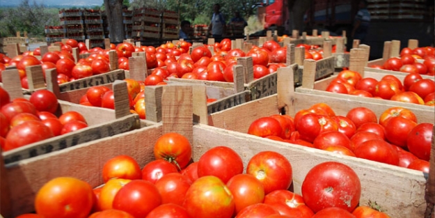 Domates fiyatlarında yüzde 400'lük artış!