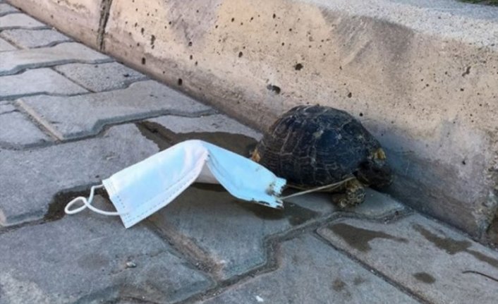 Ayağına maske takılan kaplumbağayı çocuklar kurtardı