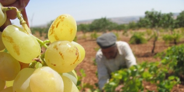 Araban’da 2014 Yılı Organik Üzüm Hasadı Başladı