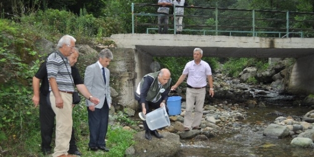 Giresun’da 11 Bin Alabalık Salınımı Yapıldı