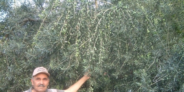 Aşırı Sıcaklar Zeytin Sineği Zararını Önledi