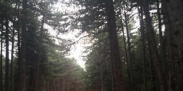 Uludağ Yolunun Genişletilmesi İsteniyor