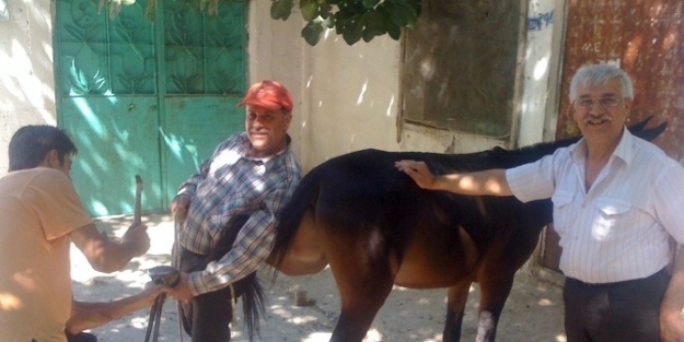 Hasat Sezonu Başladı, At Ve Eşekler Bakıma Alındı