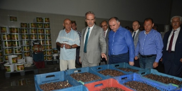 Altepe Marzim Tesislerine Hayran Kaldı