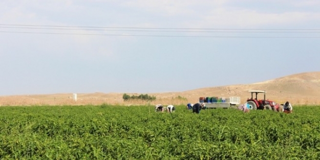 Gevaş’ta 30 Çeşit Sebze Yetiştiriliyor