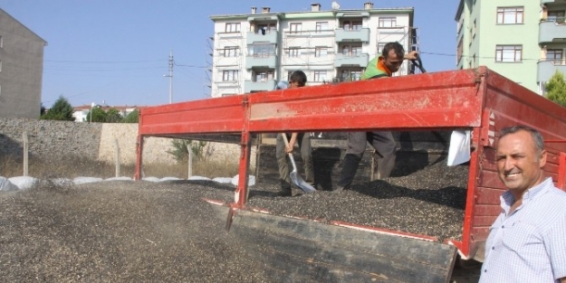 Ayçekirdeğini Sam Yeli Vurdu