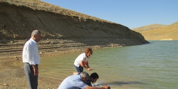 Karaman’da Göletlere 40 Bin Yavru Sazan Bırakıldı