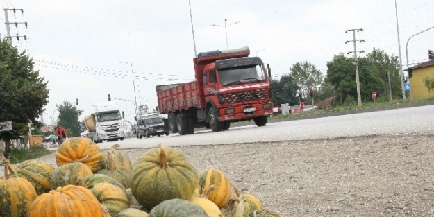 Düzce Kabağı D-100 Karayoluna Çikti