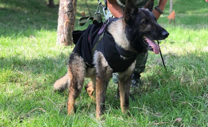 Meksika'dan Türkiye'ye gelen arama-kurtarma köpeği 'Proteo' hayatını kaybetti