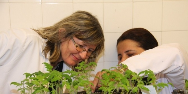 Bulgar Akademisyene Sebze Aşılama Eğitimi