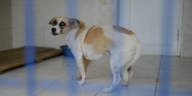 Trafik Canavarı Sokak Hayvanlarını Hedef Aldı