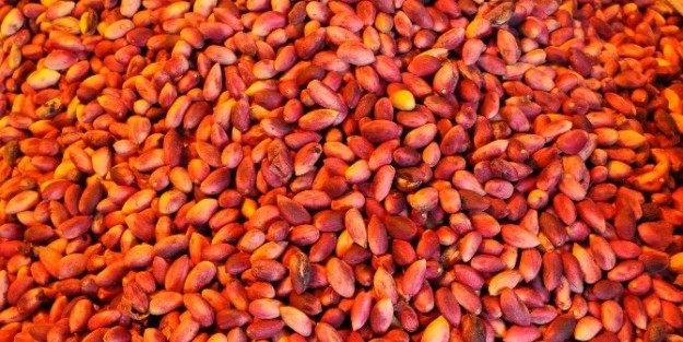 Ben Fıstığının Fiyatında Artış Yaşanıyor