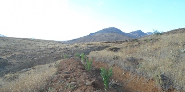 Mahlep Köylüye Yatırım Oldu