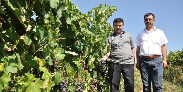 İnegöl’ün Meyvecilikte Yüzü Güldü