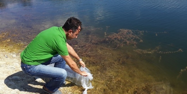 Çanakkale’de Göletlere Balık Salındı