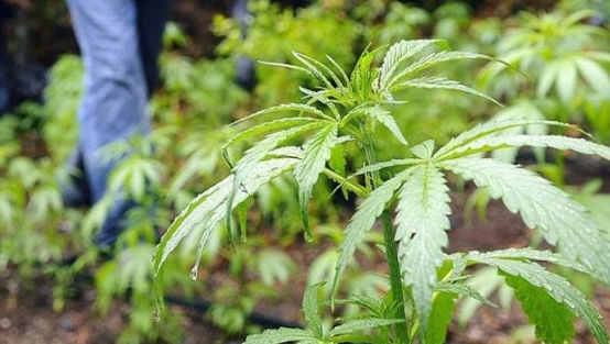 Evde Marihuana yetiştirmek için kayıtlar başladı