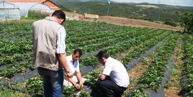 Büyükşehir’den Bin Adet Hindi Ve 75 Bin Çilek Dağıtımı